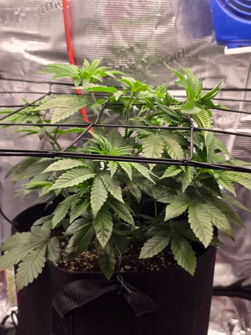 Northern lights #10 2nd plant (Selkies) — vegetative, day 32