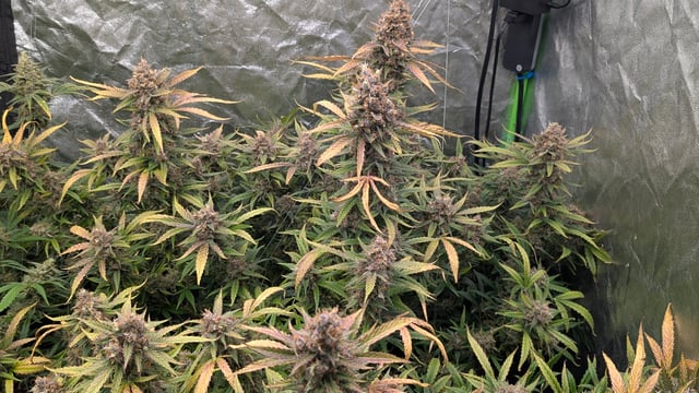 Strawberry Cheesecake Seedsman Seeds Autoflowers x2 — flower, day 106