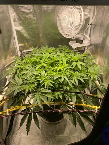 blackberry marshmallows  — flower, day 78