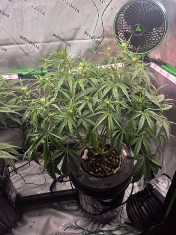 Northern Lights / Banana Kush — flower, day 62