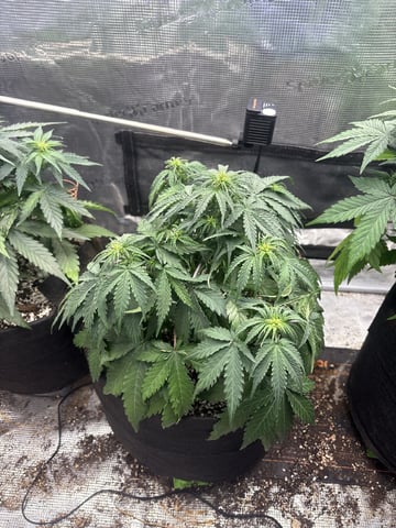 Batch #3 — flower, day 24