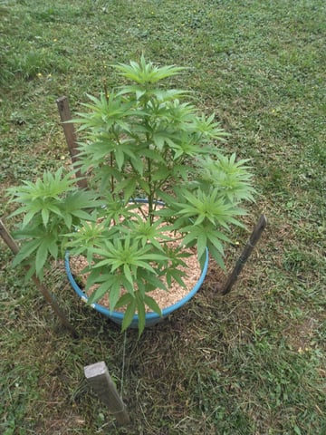 Motorbreath 15 — vegetative, day 36