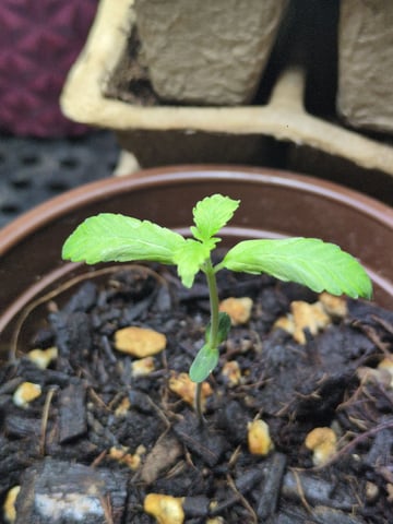 Audrey III — seedling_rooting, day 11