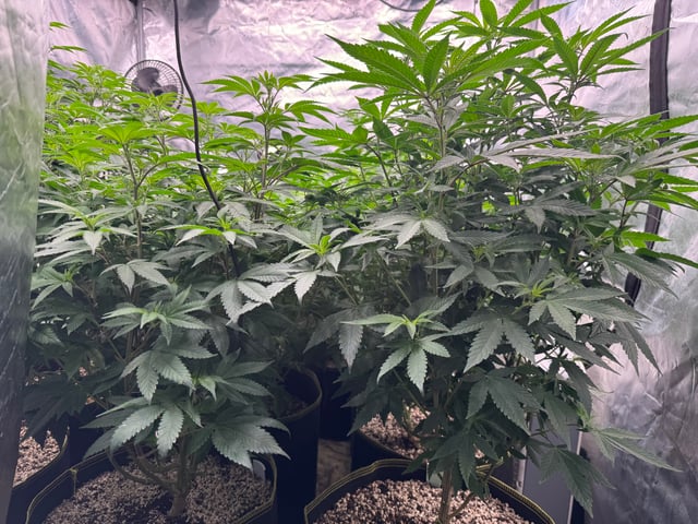 Hollywood Headband and LimeHeads  — flower, day 108