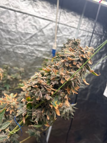 back to my roots.  — flower, day 59