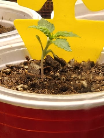 HE1E we GROW  — seedling_rooting, day 32