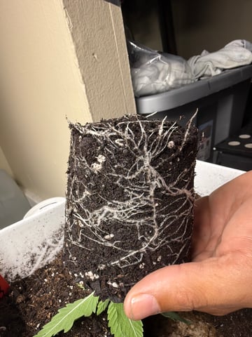 peaceful grow 1 — vegetative, day 19