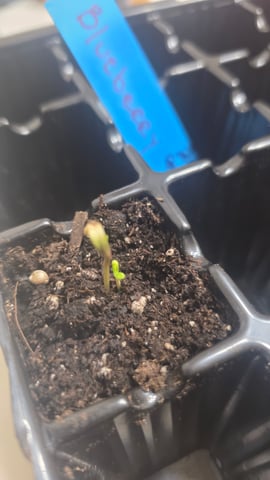 Original 1990 genetics  — germination, day 8