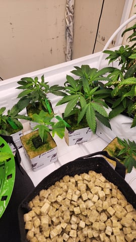 veg tent adventures! — vegetative, day 11