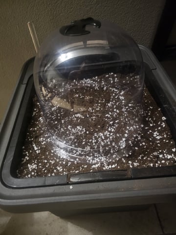 Bruce Banner — germination, day 12