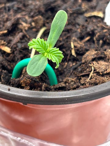 2025-26 harvest INDOOR — seedling_rooting, day 36
