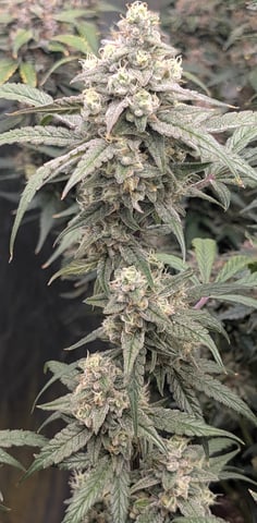 Mixed Grow — flower, day 84