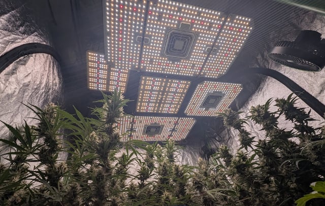 Perpetual Autoflower Mixed Grow #3 — flower, day 71