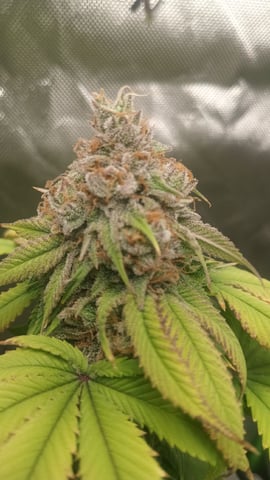 Critical Purple Kush — flower, day 137