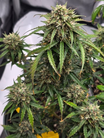 Homegrown - 🍒 🥧 & GSC Auto, 🚀 Seeds 🍌 Buttercups  — flower, day 64