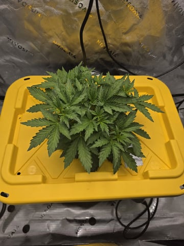 Mendo Frost Autoflower — vegetative, day 21