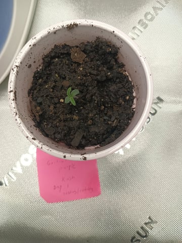 Critical Purple Kush — seedling_rooting, day 8