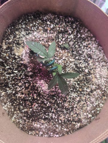 2025-26 — vegetative, day 11