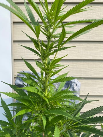 widows’ mimosa f1 — flower, day 88