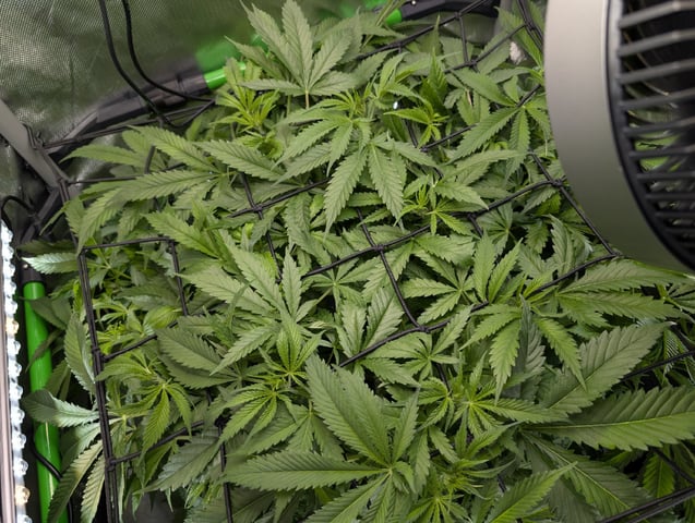 Cinderella 99 — flower, day 64