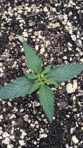 Mixed Grow — grow_setup, day 24