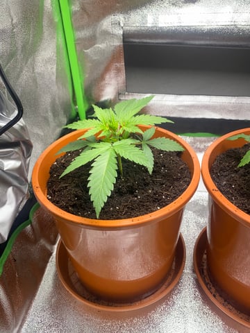 2nd Try — vegetative, day 28
