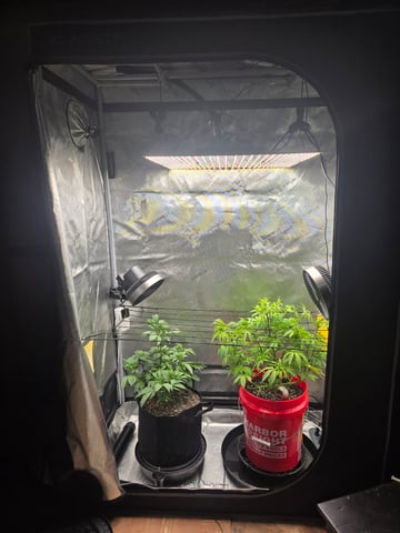 First Grow — vegetative, day 16
