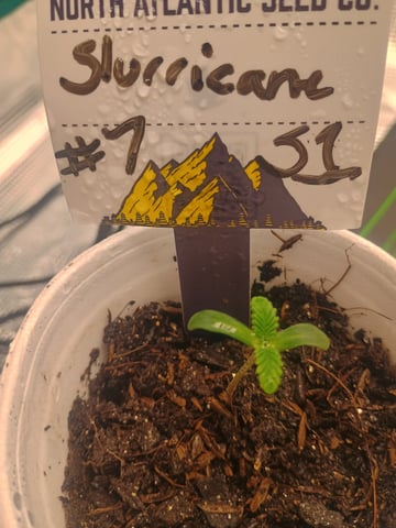 lil Slurry, first grow — seedling_rooting, day 1