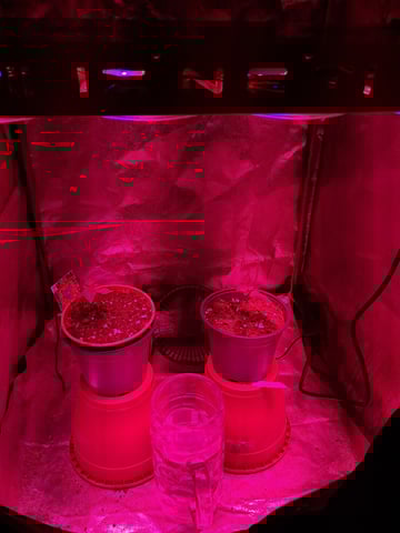 II — vegetative, day 5