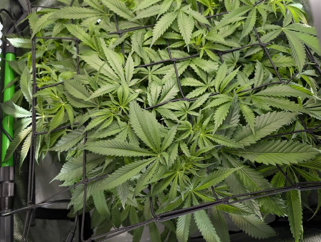 Cinderella 99 — flower, day 64