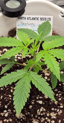 Original Northern Lights — vegetative, day 24