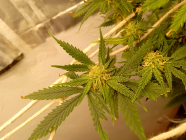 closet grow for veg with a.c infinity air intake fan .With no carbon filter just suction,and spider farmer sf 7000.Then a spider farmer sf tent 4×4×6.5with a G1500 l.e.d from spiderfarmer and spider farmer 6inch clip oscalating fan. — flower, day 51