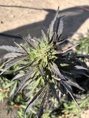 Super silver Haze, Cap Junky, Cherry Gelato, & Blue Dream — flower, day 1