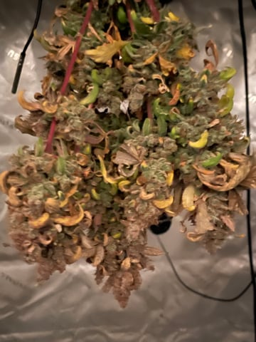 Phx_Freedom — harvest, day 69