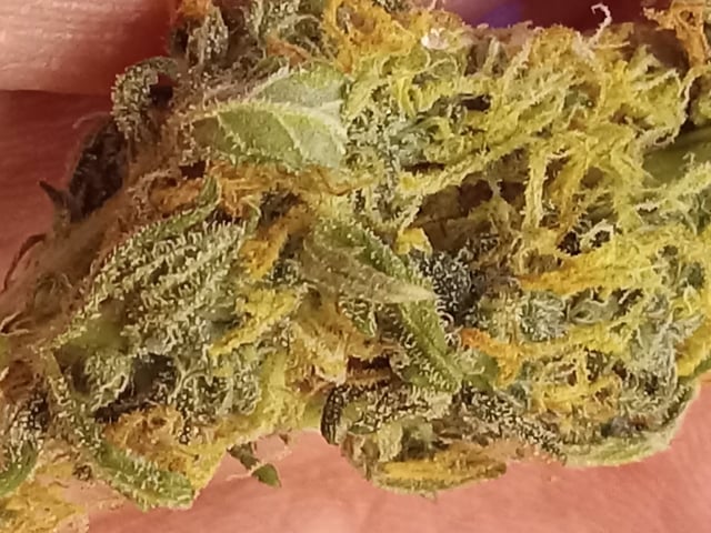   and one L.a kush cake . — flower, day 127