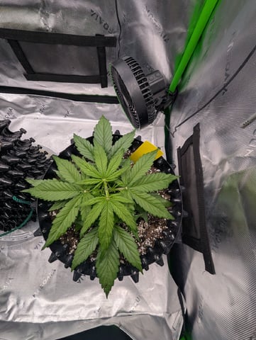 Titan F1 grow  — vegetative, day 27
