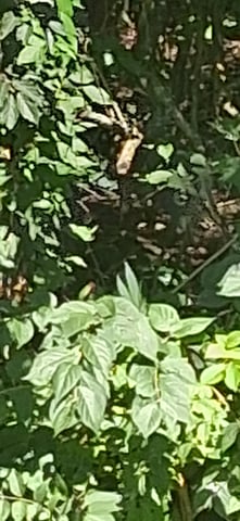 blueberry funk — flower, day 68