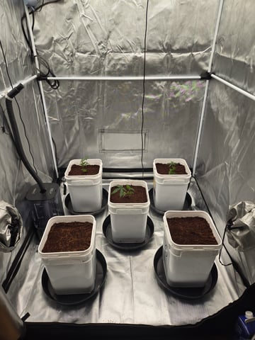 OG Kush  — seedling_rooting, day 7