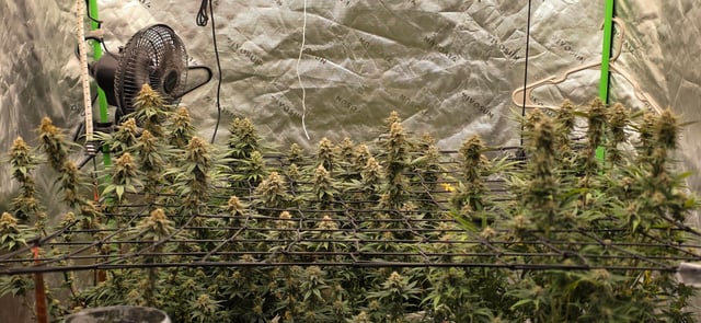 first grow — flower, day 64