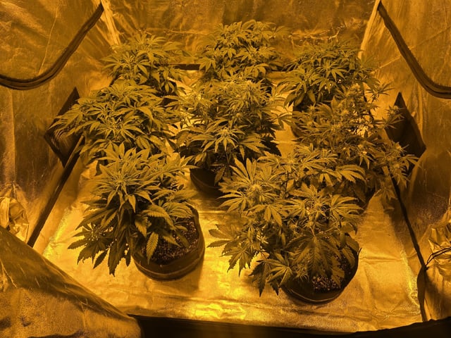 Autos AGAIN — vegetative, day 44