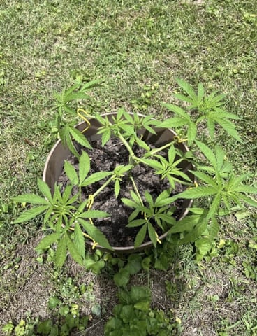 2026 Outdoor — vegetative, day 48