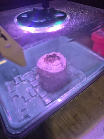Mrs Sticky BEAST — germination, day 2