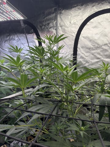 Humboldt, Hella Jelly. Jelly Donut  — flower, day 56