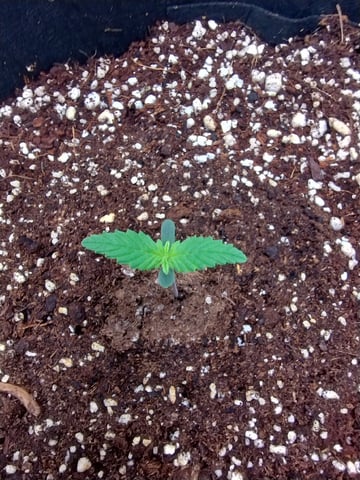 Round 2🥊 — seedling_rooting, day 10