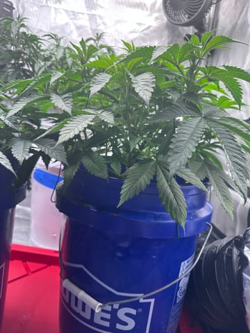 Grow#2 — vegetative, day 31