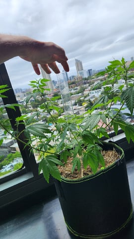 Royal Highness — vegetative, day 71