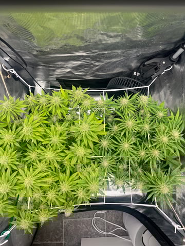 Gorilla Zkittlez & RS #11 — flower, day 79