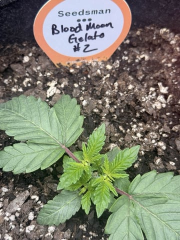 BloodMoon Gelato — vegetative, day 23