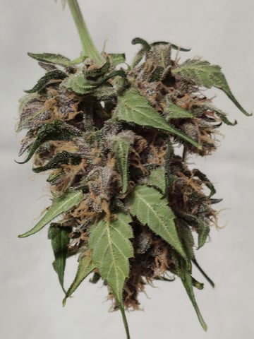 (4)autos  — harvest, day 73