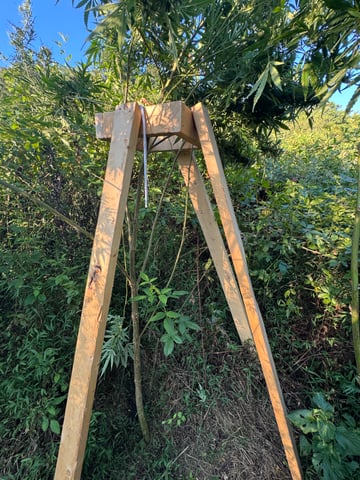 First grow — flower, day 53
